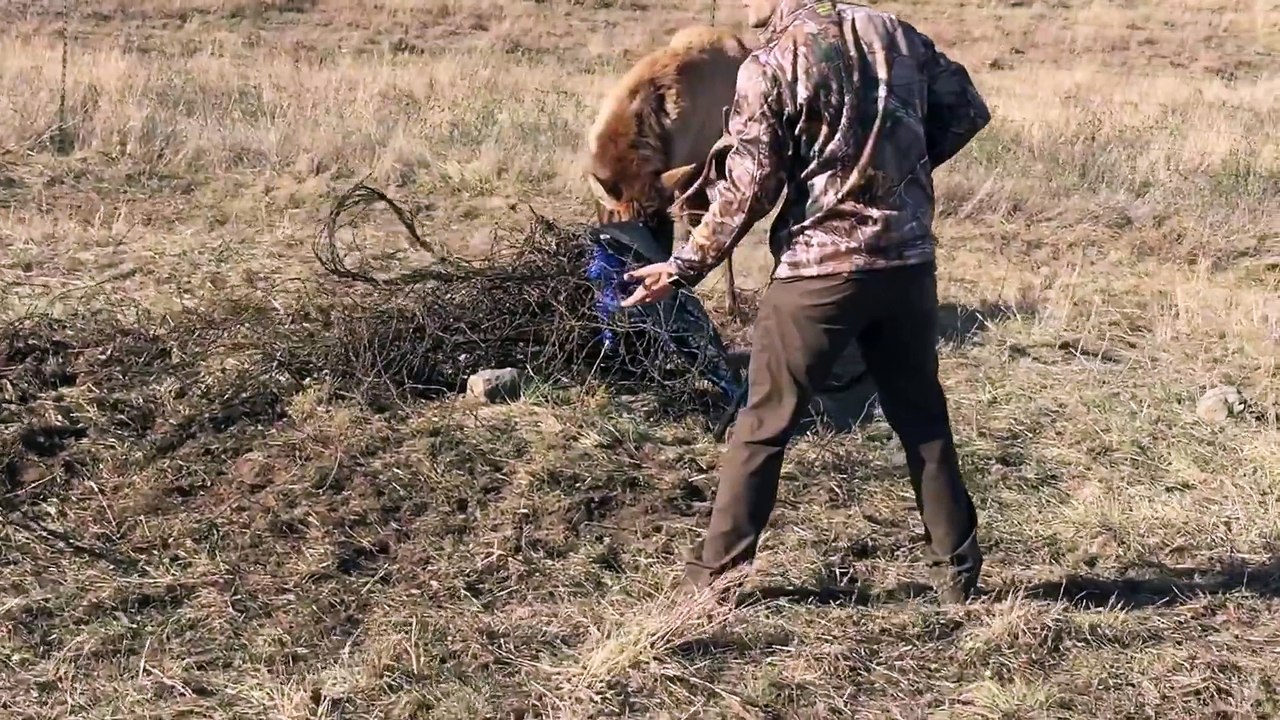 Un chasseur s'approche d'un cerf avec son fusil mais ce qu'il va faire est inattendu