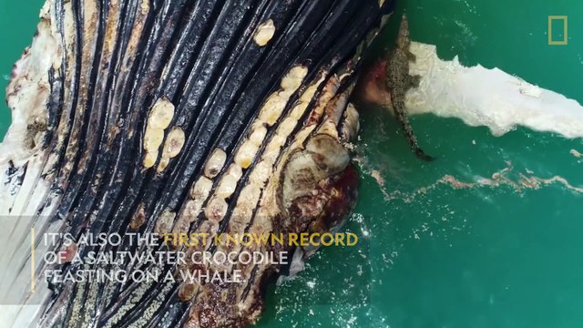 Un crocodile et un grand requin blanc dévorent la carcasse d'une baleine.