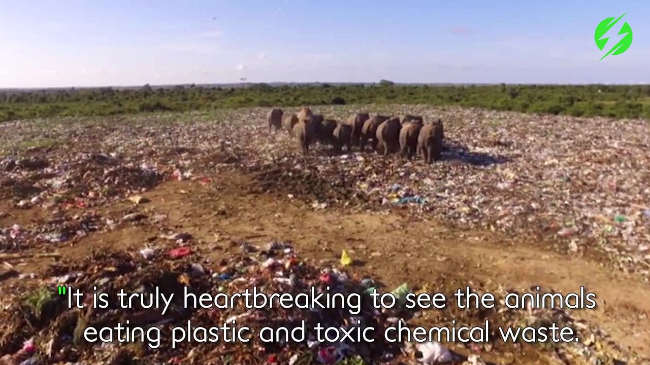 Ces éléphants affamés sont obligés de manger dans une décharge