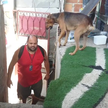 Tout les jours son chien l’accueille comme ça et c'est adorable