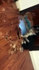 Des chiens ont mangé la porte