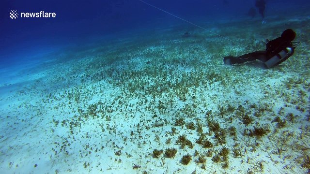Odd couple: Jack fish and stingray stick side-by-side in ocean