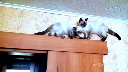 Разошлись -  Cats always find a way