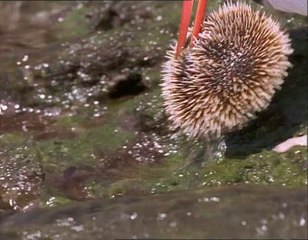 A Madarak Élete - 05. Halvadászok (Fishing For A Living) Deleted Scene
