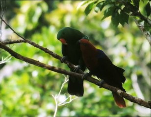 A Madarak Élete - 06. Hangok És Jelek (Signals And Songs) Deleted Scene