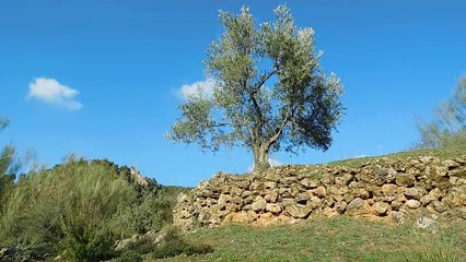 SONIDOS DE LA NATURALEZA - Los sonidos mas relajantes-