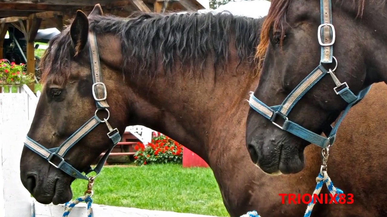 EL CABALLO MAS BRAVO DEL MUNDO – Los Caballos mas peligrosos del mundo – Caballos Bravos