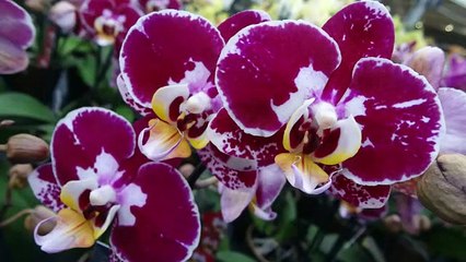 sardar ali takkar  marsia emam hussain