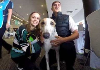 Retired Greyhounds Find New Homes Across Australia