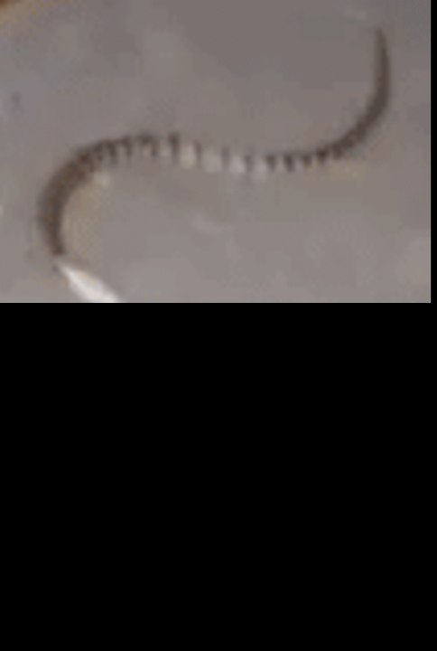 Snake Puts Up a Fight in Sunshine Coast Home