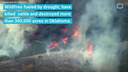 Oklahoma Wildfires Kill Hundreds of Cattle, Blacken Pastures