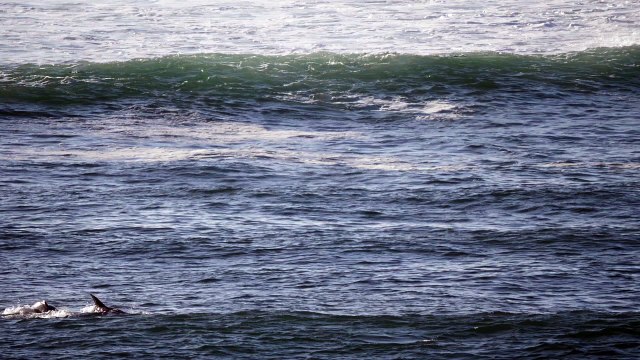 Un homme en Paddle se fait percuter par un dauphin qui surfait une vague