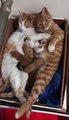 Funny Mother & Father Cat with their super cute adorable kittens