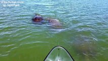 Friendly manatees chase canoe off Florida