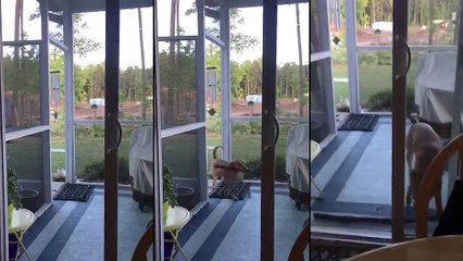 Un chien essaie de rentrer dans la maison avec son bâton