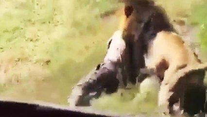Un lion attaque un homme qui venait vérifier son caca