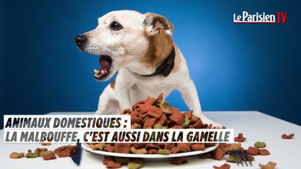 Animaux domestiques : la malbouffe, c'est aussi dans la gamelle