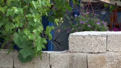 DEAŞ operasyonu - KONYA