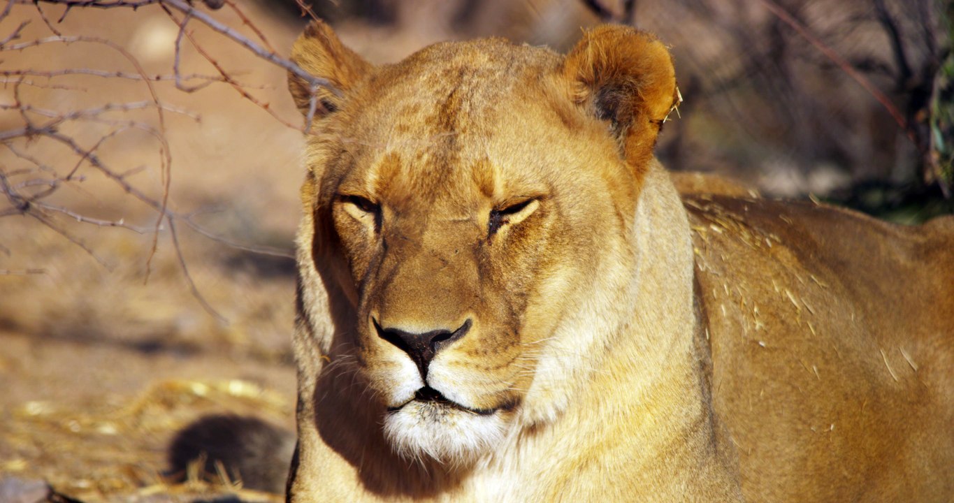 Lionne