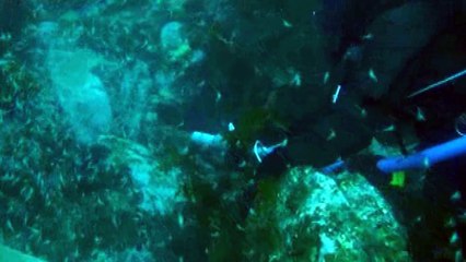 한미 정상 만찬 오른 '독도 새우' 대량 방류 / YTN