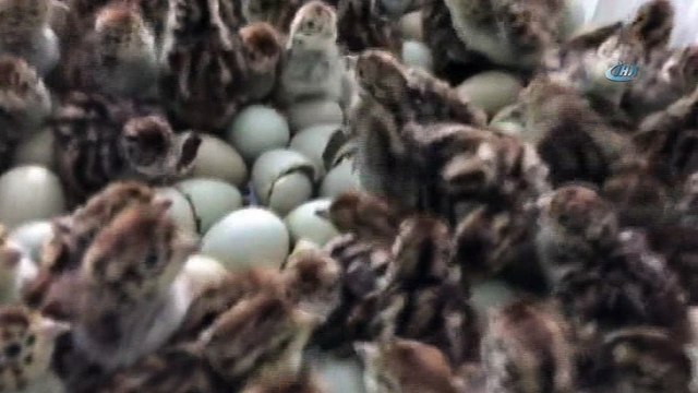 Orman ve Su İşleri Bakanlığı keklik yetiştirmeye devam ediyor