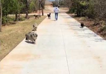 Animals Join Lucky Human for a Lovely Walk