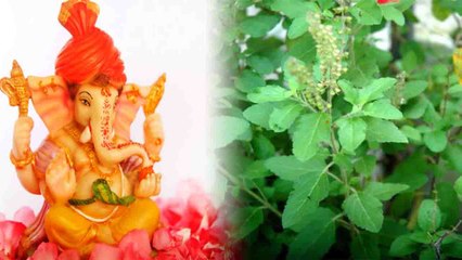 संकष्टी चतुर्थी: जानें गणेश जी की पूजा में क्यों नहीं रखी जाती तुलसी | Boldsky