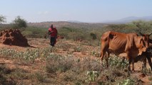 Navigating drought: The app saving Kenya's herders