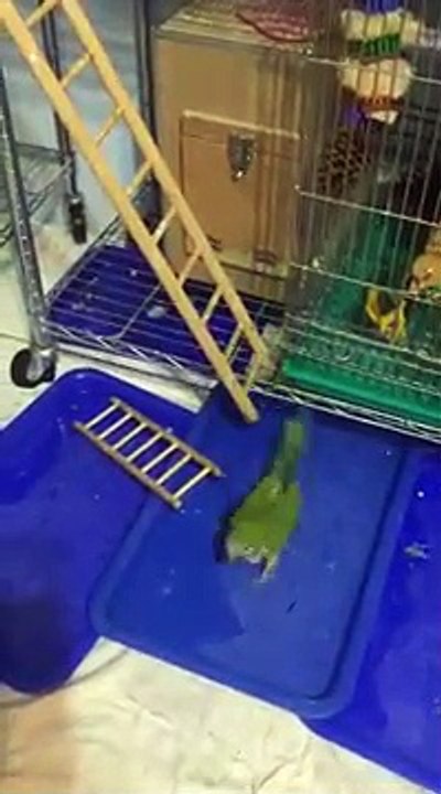 Parrot cutely carrying mini ladder to upstairs