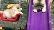 Adorable Fluffy Dogs Enjoying Slides & Swing