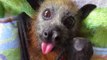 Tiny Flying Fox Smacks Her Lips for More Food