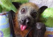 Tiny Flying Fox Smacks Her Lips for More Food