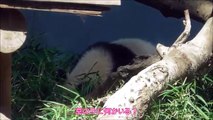 【シャンシャン一家最新映像】5/1お転婆過ぎてお母さんも目が離せない！【パンダ生活チャンネル】