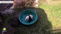 Giant Panda Cub Plays In Water As Temps Get Warmer