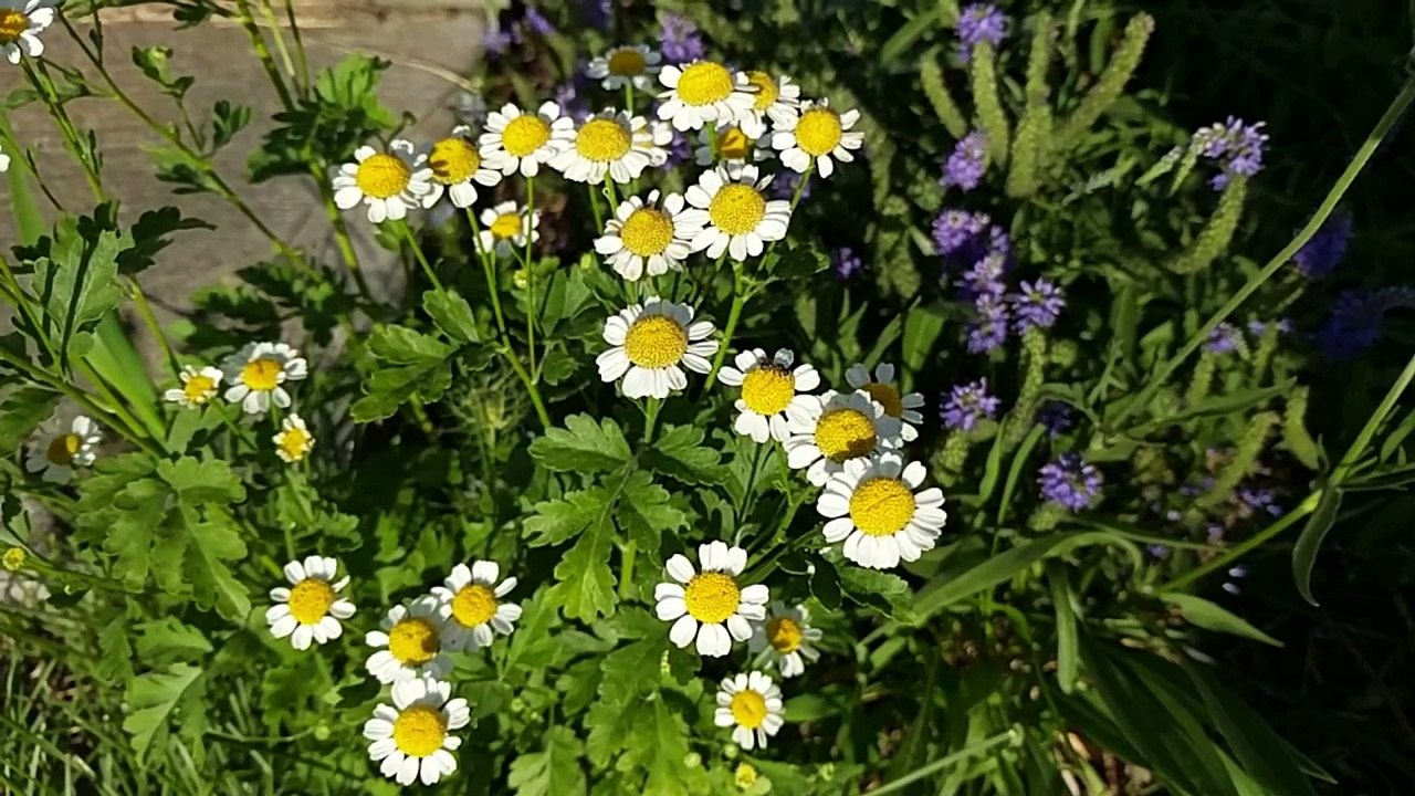 Full.Lead.Taco Haiku #3