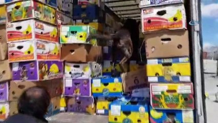 Kesmece karpuzdan kilo kilo eroin çıktı