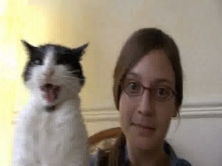 Chat minou 01 Tout est dans le regard.