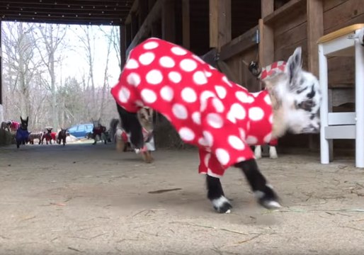 Newborn Goats Have the Greatest Pajama Party Ever