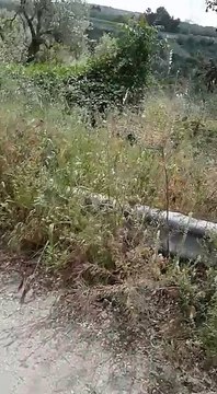 Andria: incendio nei pressi del Gurgo fiamme alte almeno 7 metri -