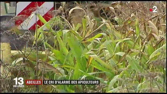 Pesticides : les apiculteurs craignent l'impact des néonicotinoïdes