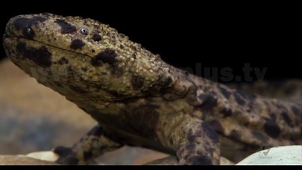 Next - Mystery - Krijesa mitike që mund të ekzistojnë - 24 Tetor 2017 - Show - Vizion Plus