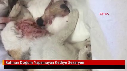 Batman Doğum Yapamayan Kediye Sezaryen