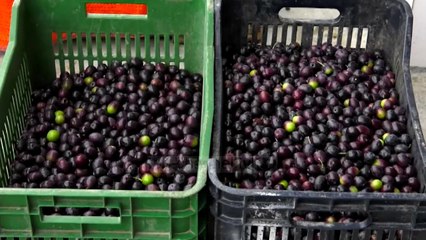 Ulliri i Beratit, me pak prodhim - Top Channel Albania - News - Lajme