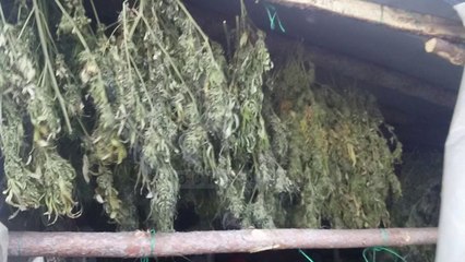Pukë, asgjësohen parcelat e hashashit, dy në pranga - Top Channel Albania - News - Lajme