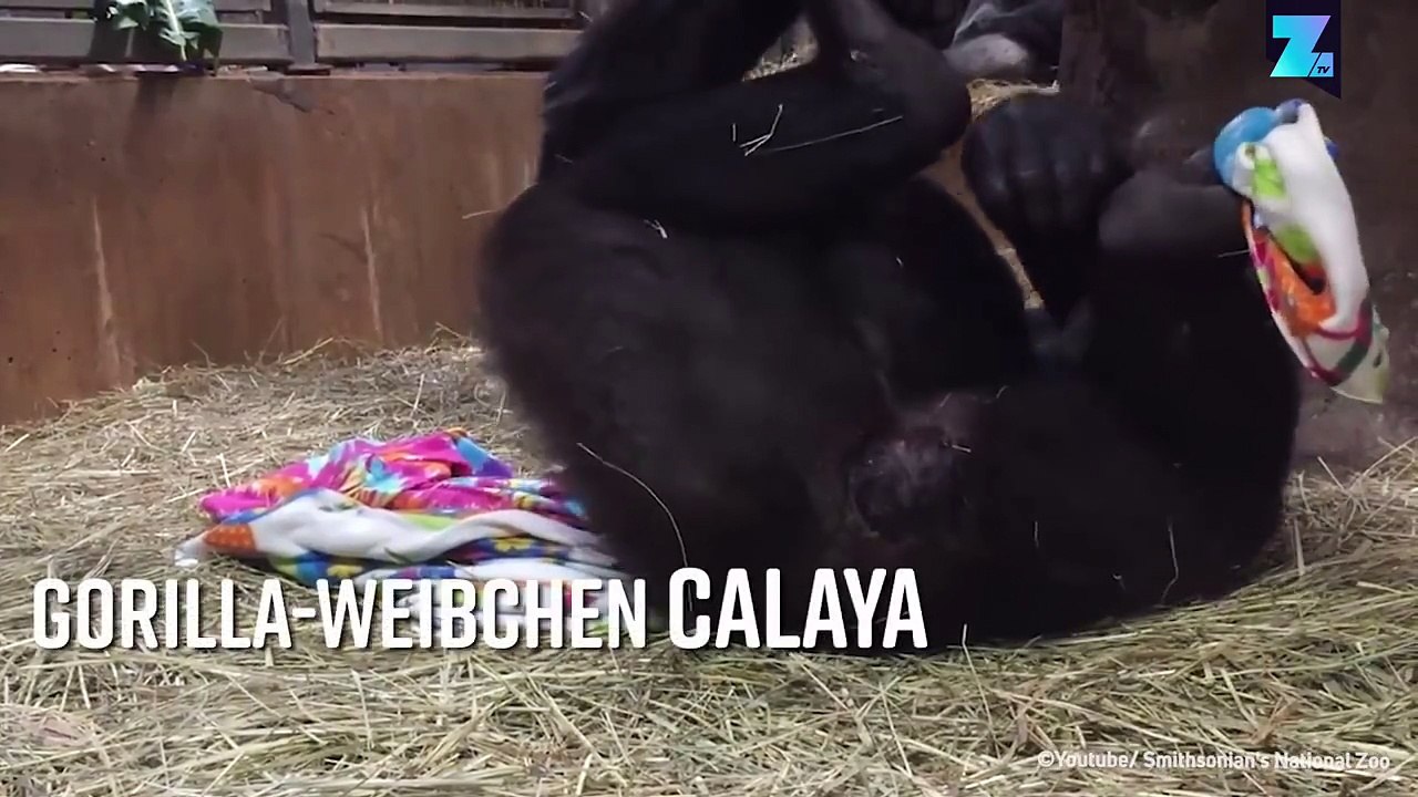 So zärtlich die Affenmutter auch ist: Dieses Geburtsvideo ist nichts für schwache Nerven!
