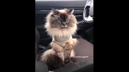 Ce chat a toujours l'air en colère