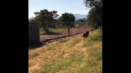 Un lion s'en prend à un soigneur qui venait vérifier ses excréments