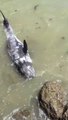 Un dauphin terrifié se jette aux pieds de ces rochers pour échapper aux chasseurs