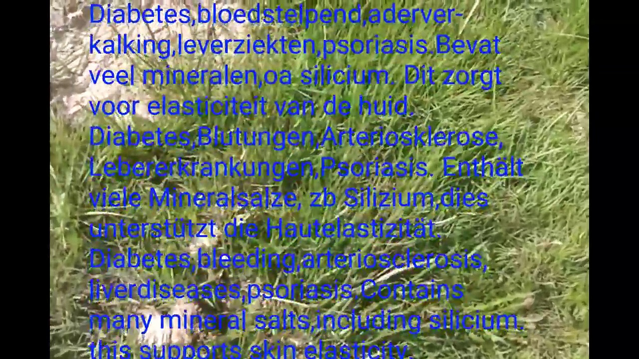 Horsetail grass Acker Schachtelhalm heermoes equisetum arvensis