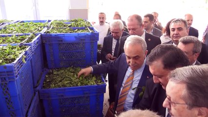 Fakıbaba: 'Organik çayımız dünyada marka olarak değerini bulacaktır' - RİZE